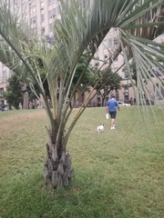 Arecaceae