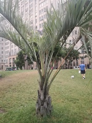 Arecaceae