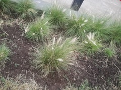 Poaceae