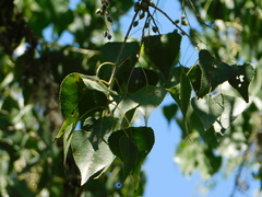 Populus mexicana dimorpha