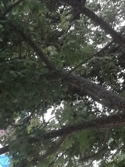 Ceiba