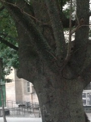 Ceiba