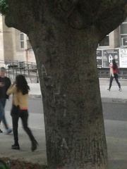 Ceiba