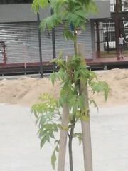 Angiospermae