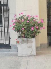Pelargonium × hybridum
