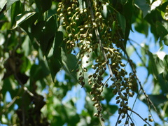 Populus mexicana dimorpha