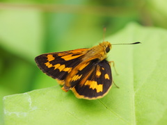 Potanthus trachala