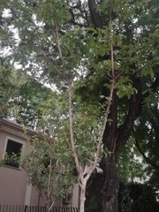 Angiospermae
