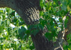 Populus mexicana dimorpha