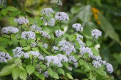 Hydrangea hirta