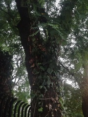 Tipuana tipu