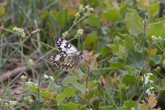 Melanargia occitanica