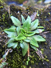 Plantago triandra