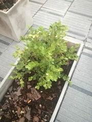 Angiospermae