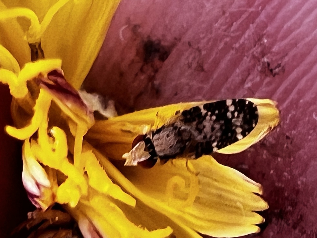 Campiglossa martii
