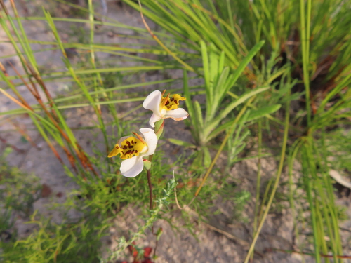 Egg-n-Bacon Disa (Disa flexuosa)