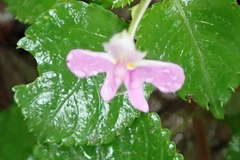 Impatiens hochstetteri
