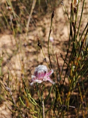 Serruria linearis