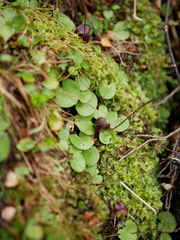 Corybas confusus
