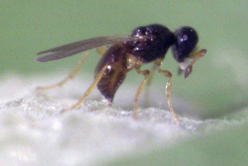 Sceliotrachelinae