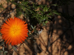 Lampranthus glaucoides
