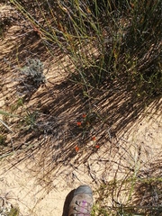 Lampranthus glaucoides