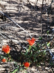 Lampranthus glaucoides