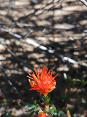 Lampranthus glaucoides