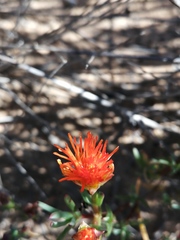 Lampranthus glaucoides