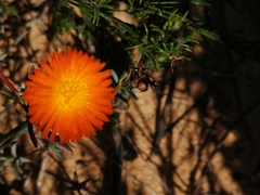Lampranthus glaucoides