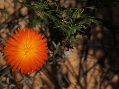 Lampranthus glaucoides