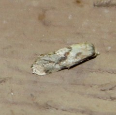 Cochylis