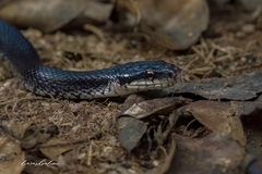 Persian Rat Snake photo 3