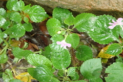 Impatiens hochstetteri