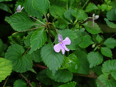 Impatiens hochstetteri