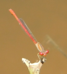 Telebasis salva