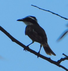 Pitangus sulphuratus