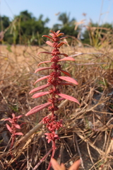 Ammannia baccifera