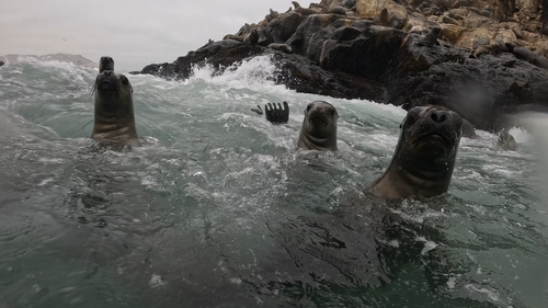 South American Sea Lion