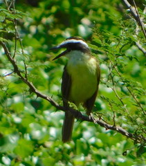 Pitangus sulphuratus