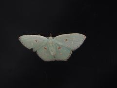 Comostola meritaria