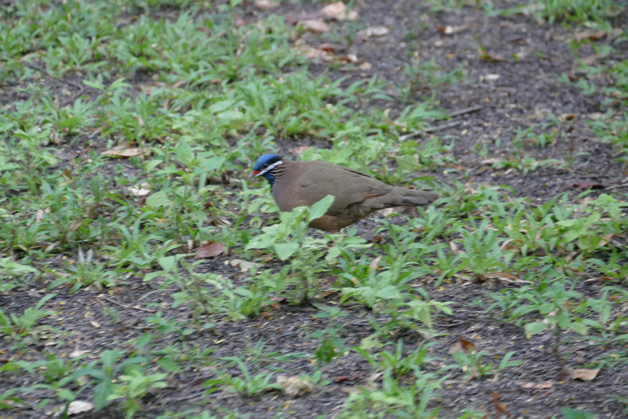 Blue-headed Quail-Dove illustration