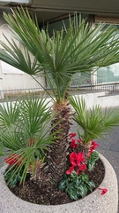 Chamaerops humilis