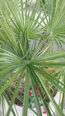 Chamaerops humilis