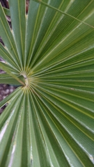 Chamaerops humilis