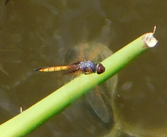Miathyria marcella