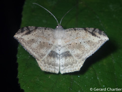 Probithia exclusa