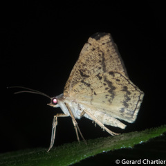 Probithia exclusa