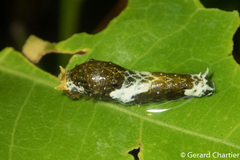 Papilio polytes romulus