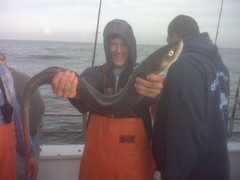 Conger oceanicus